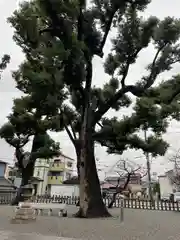 長曽根神社の自然