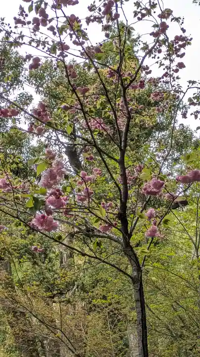 椎尾神社の自然