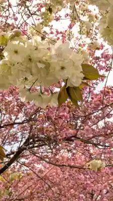 圓光寺(京都府)