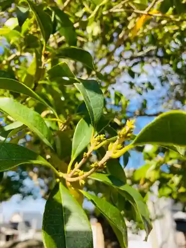 總社 和田八幡宮の自然