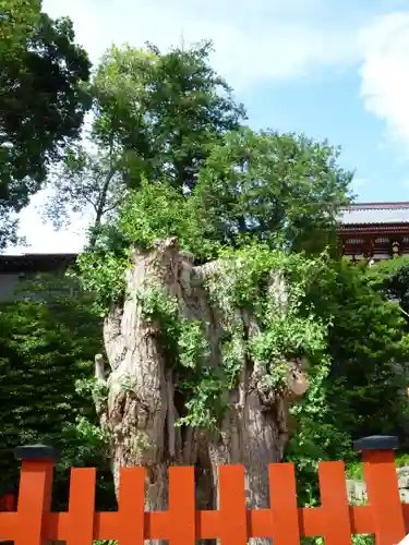 鶴岡八幡宮の自然