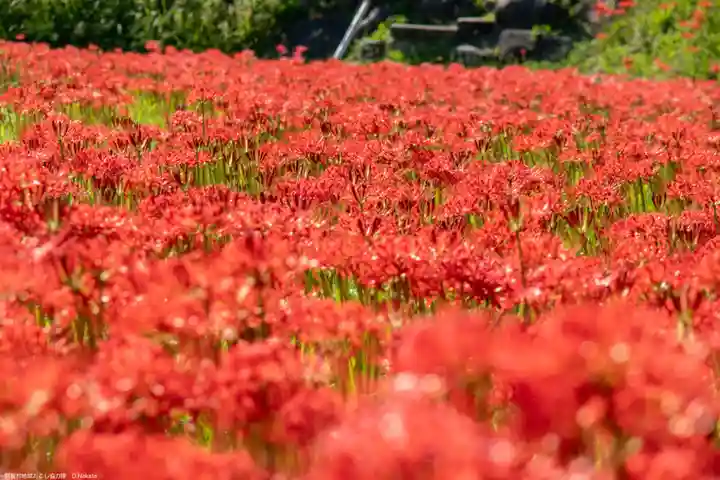 信濃比叡廣拯院の自然