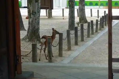 東南院（東大寺本坊）の動物