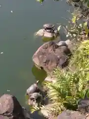 亀戸天神社の動物