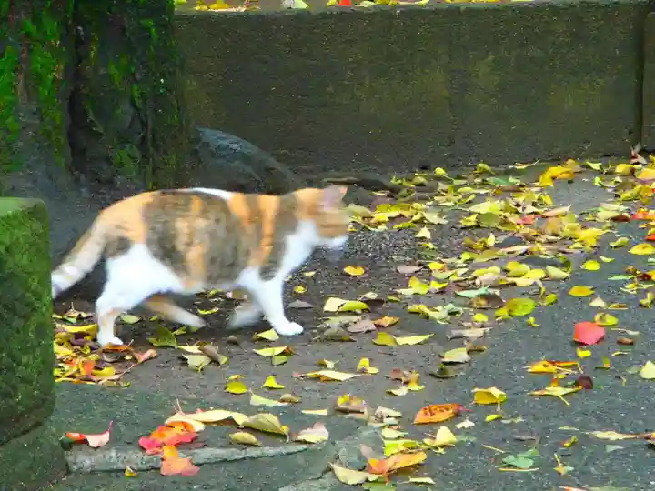 岩槻愛宕神社の動物