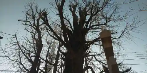 飛木稲荷神社の自然