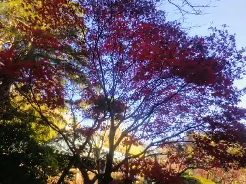浄光明寺の自然