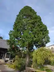 法隆寺(神奈川県)