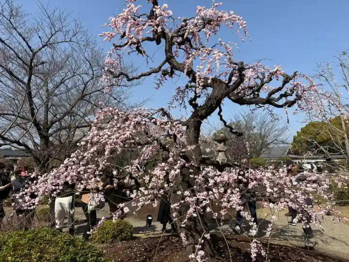 東寺(教王護国寺)の{uncategorized: "未分類", other: "その他", undefined: "問題あり", building: "その他建物", grave: "お墓", sacred_gate: "鳥居", guardian: "狛犬", statue: "像", buddha: "仏像", history: "歴史", nature: "自然", garden: "庭園", animal: "動物", pagoda: "塔", temizu: "手水舎", mountain_gate: "山門・神門", sanctuary: "本殿・本堂", subordinate: "末社・摂社", art: "芸術", scenery: "景色", jizo: "地蔵", ema: "絵馬", goshuin: "御朱印", omikuji: "おみくじ", items: "授与品その他", amulet: "お守り", goshuincho: "御朱印帳", eats: "食事", festival: "お祭り", votive_dance: "神楽", shichigosan: "七五三参", wedding: "結婚式", experience: "体験その他", initially: "初詣", around: "周辺", anti_infection: "感染症対策"}
