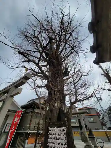 飛木稲荷神社の自然