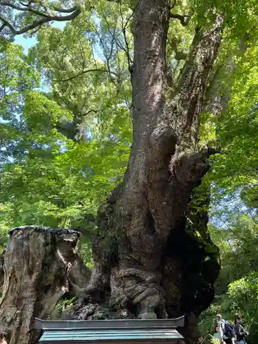 來宮神社(静岡県)