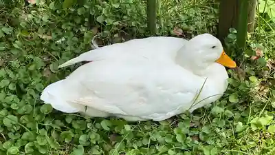 平塚八幡宮(神奈川県)
