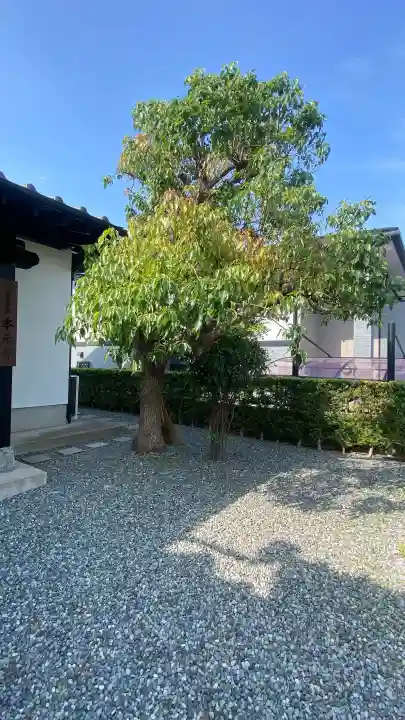 本元寺の{uncategorized: "未分類", other: "その他", undefined: "問題あり", building: "その他建物", grave: "お墓", sacred_gate: "鳥居", guardian: "狛犬", statue: "像", buddha: "仏像", history: "歴史", nature: "自然", garden: "庭園", animal: "動物", pagoda: "塔", temizu: "手水舎", mountain_gate: "山門・神門", sanctuary: "本殿・本堂", subordinate: "末社・摂社", art: "芸術", scenery: "景色", jizo: "地蔵", ema: "絵馬", goshuin: "御朱印", omikuji: "おみくじ", items: "授与品その他", amulet: "お守り", goshuincho: "御朱印帳", eats: "食事", festival: "お祭り", votive_dance: "神楽", shichigosan: "七五三参", wedding: "結婚式", experience: "体験その他", initially: "初詣", around: "周辺", anti_infection: "感染症対策"}