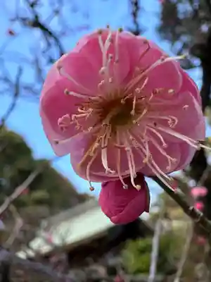 布多天神社(東京都)