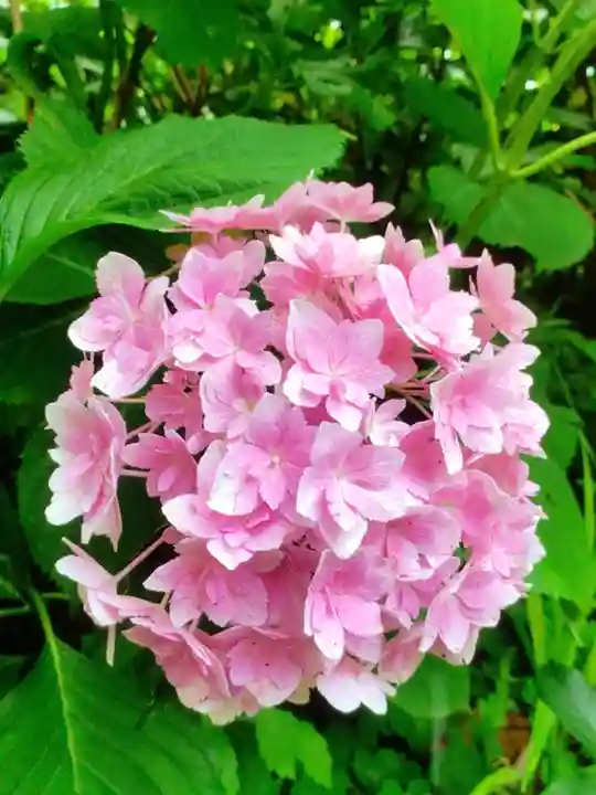 本郷氷川神社(東京都)
