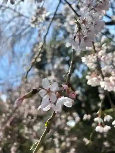 徳佐八幡宮の{uncategorized: "未分類", other: "その他", undefined: "問題あり", building: "その他建物", grave: "お墓", sacred_gate: "鳥居", guardian: "狛犬", statue: "像", buddha: "仏像", history: "歴史", nature: "自然", garden: "庭園", animal: "動物", pagoda: "塔", temizu: "手水舎", mountain_gate: "山門・神門", sanctuary: "本殿・本堂", subordinate: "末社・摂社", art: "芸術", scenery: "景色", jizo: "地蔵", ema: "絵馬", goshuin: "御朱印", omikuji: "おみくじ", items: "授与品その他", amulet: "お守り", goshuincho: "御朱印帳", eats: "食事", festival: "お祭り", votive_dance: "神楽", shichigosan: "七五三参", wedding: "結婚式", experience: "体験その他", initially: "初詣", around: "周辺", anti_infection: "感染症対策"}