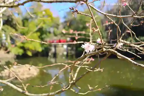 武蔵一宮氷川神社(埼玉県)