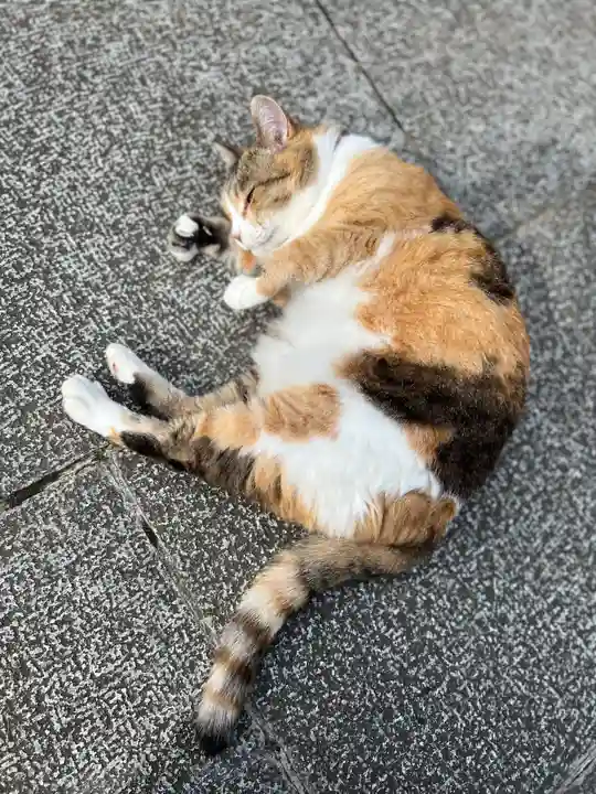 秩父札所十三番 慈眼寺の動物