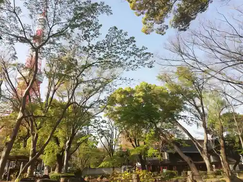 増上寺塔頭 三縁山 宝珠院の自然