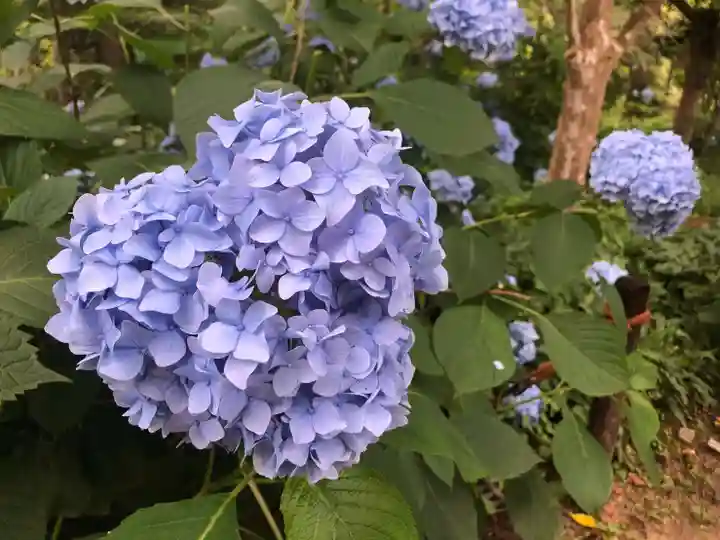三千院門跡の自然