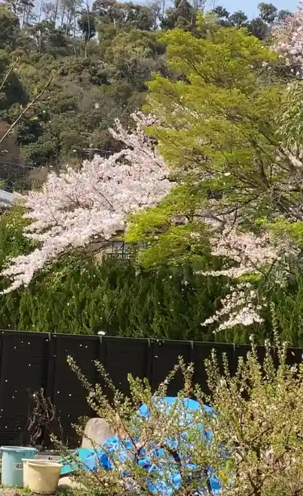 法金剛院の自然