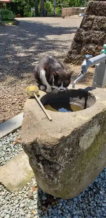 熊野那智神社の動物