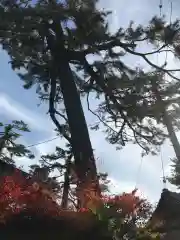 東伏見氷川神社(東京都)