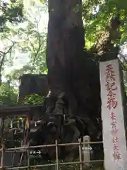 來宮神社の自然