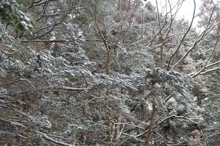 高野山金剛峯寺奥の院の自然