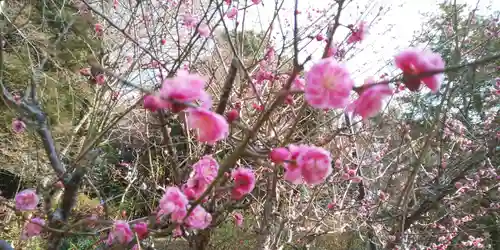 出雲大神宮の自然
