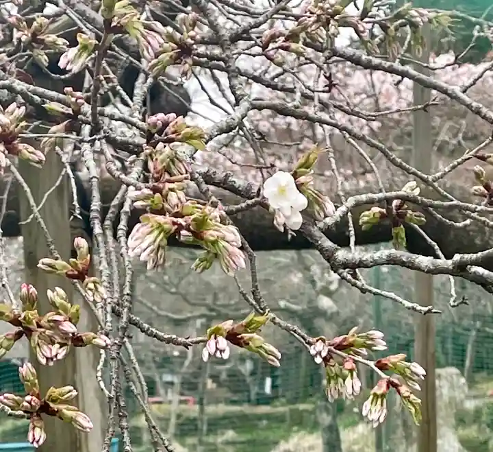 大原野神社の自然