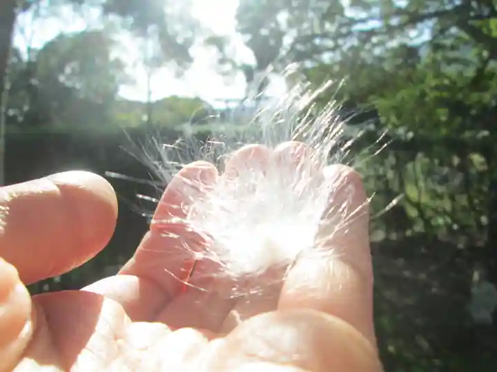 屋久島大社(鹿児島県)