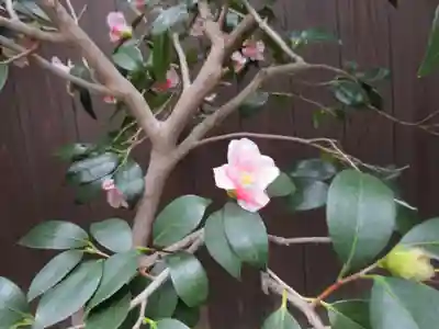 大光院(京都府)