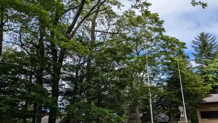 上士幌神社の自然