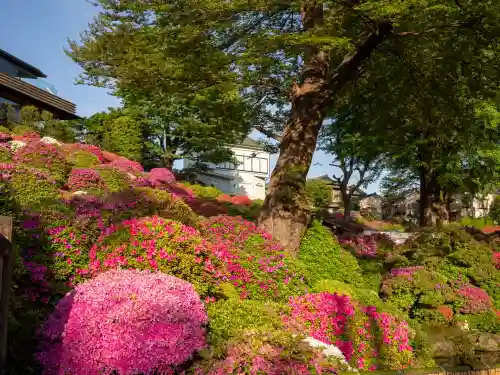 根津神社の{uncategorized: "未分類", other: "その他", undefined: "問題あり", building: "その他建物", grave: "お墓", sacred_gate: "鳥居", guardian: "狛犬", statue: "像", buddha: "仏像", history: "歴史", nature: "自然", garden: "庭園", animal: "動物", pagoda: "塔", temizu: "手水舎", mountain_gate: "山門・神門", sanctuary: "本殿・本堂", subordinate: "末社・摂社", art: "芸術", scenery: "景色", jizo: "地蔵", ema: "絵馬", goshuin: "御朱印", omikuji: "おみくじ", items: "授与品その他", amulet: "お守り", goshuincho: "御朱印帳", eats: "食事", festival: "お祭り", votive_dance: "神楽", shichigosan: "七五三参", wedding: "結婚式", experience: "体験その他", initially: "初詣", around: "周辺", anti_infection: "感染症対策"}