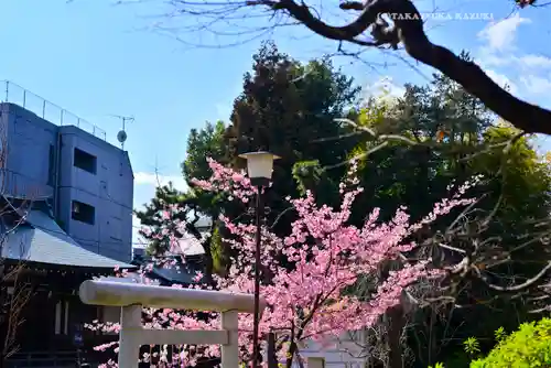 鳩森八幡神社の自然