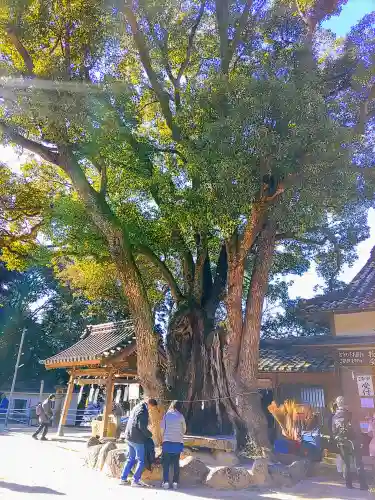 八幡宮（寺部八幡宮）の自然