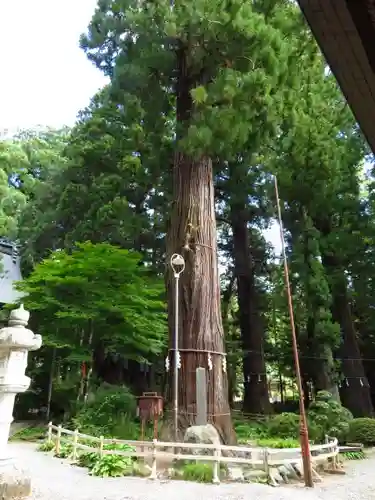 河口浅間神社の自然