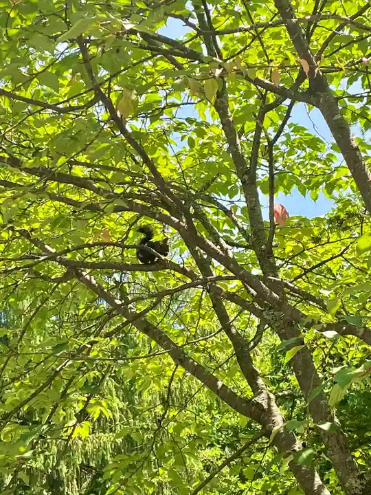 音更神社の動物