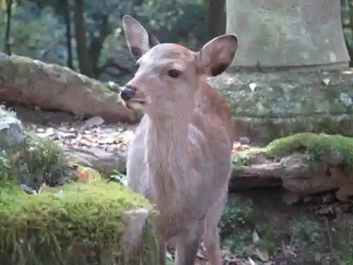 春日大社の動物