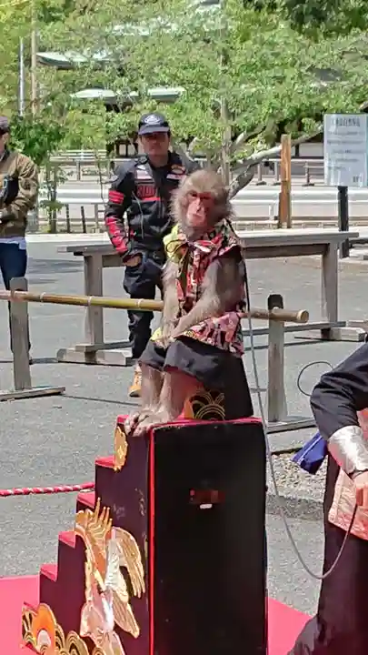 宮地嶽神社の動物