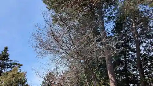上川神社の自然