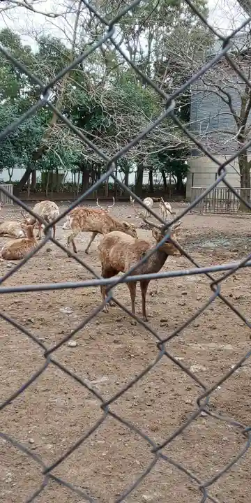三嶋大社の動物