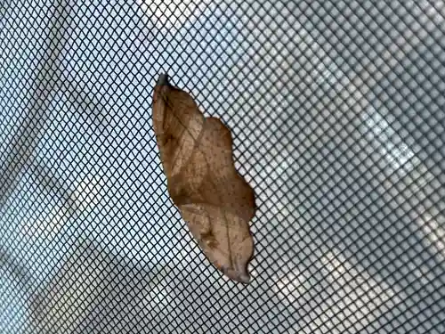 結城諏訪神社(茨城県)