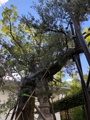 湊川神社の自然