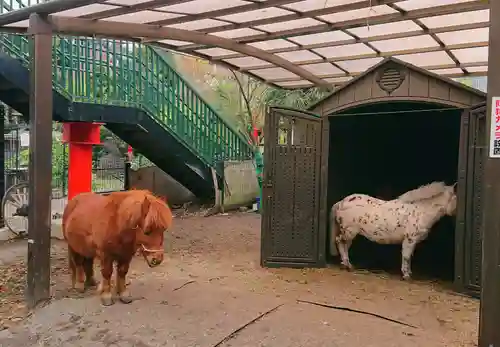 五方山熊野神社の動物