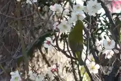 菅原天満宮（菅原神社）(奈良県)