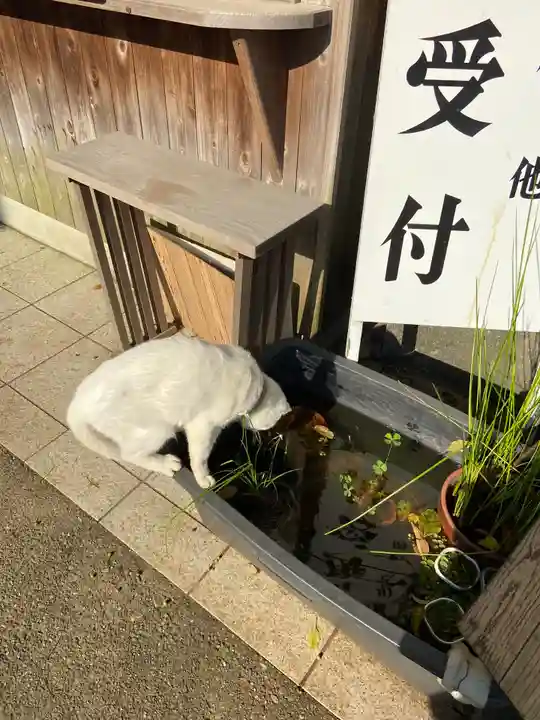 府八幡宮の動物