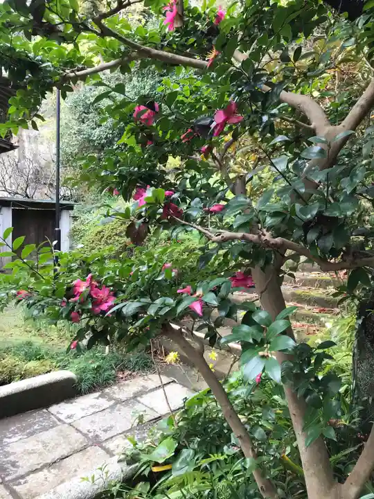 浄光明寺の自然