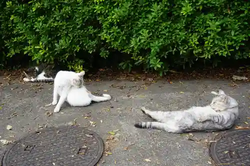 唐澤山神社の動物